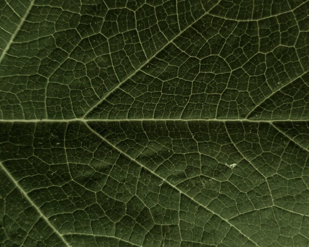 Nahaufnahme eines Blatts